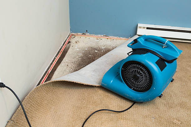 Best Professional water damage repair  in Catlettsburg, KY